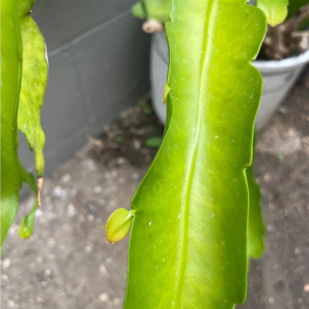 Fishbone Cactus or Orchid Cactus Cuttings